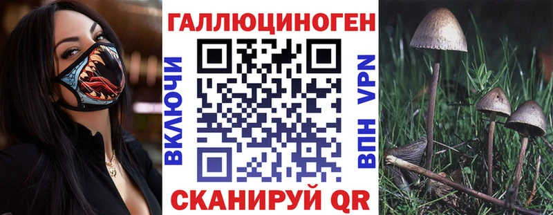 закладки  Таштагол  Псилоцибиновые грибы Cubensis 
